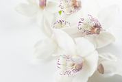 White Orchid on a White Background