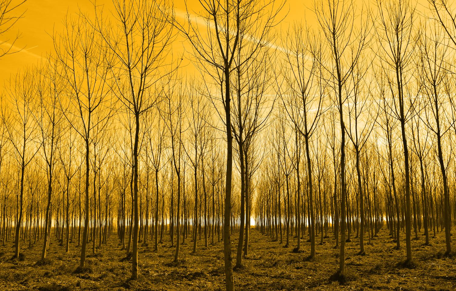 Young Trees in Rows