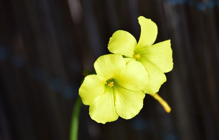 Yellow Flowers on a Black Background
