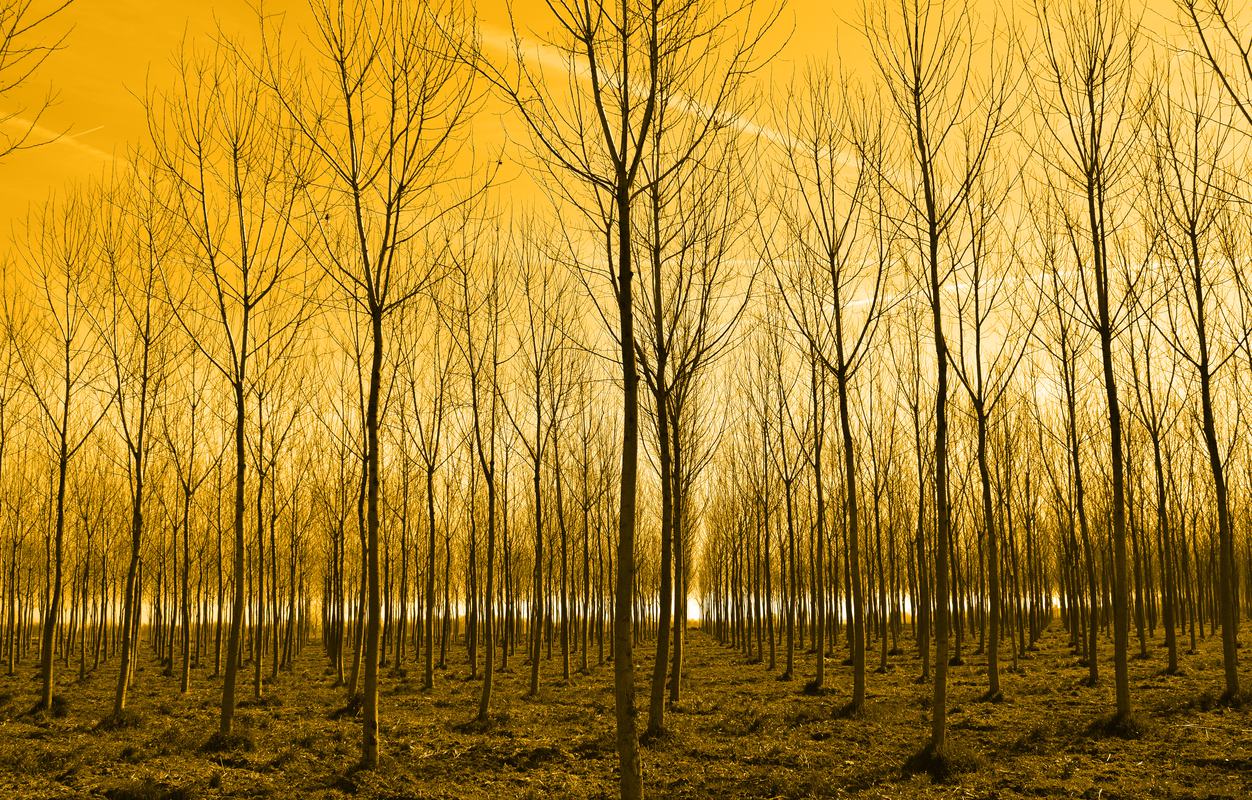 Free Photo: Young Trees in Rows