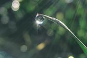 Water Drop Shine in Sun Light