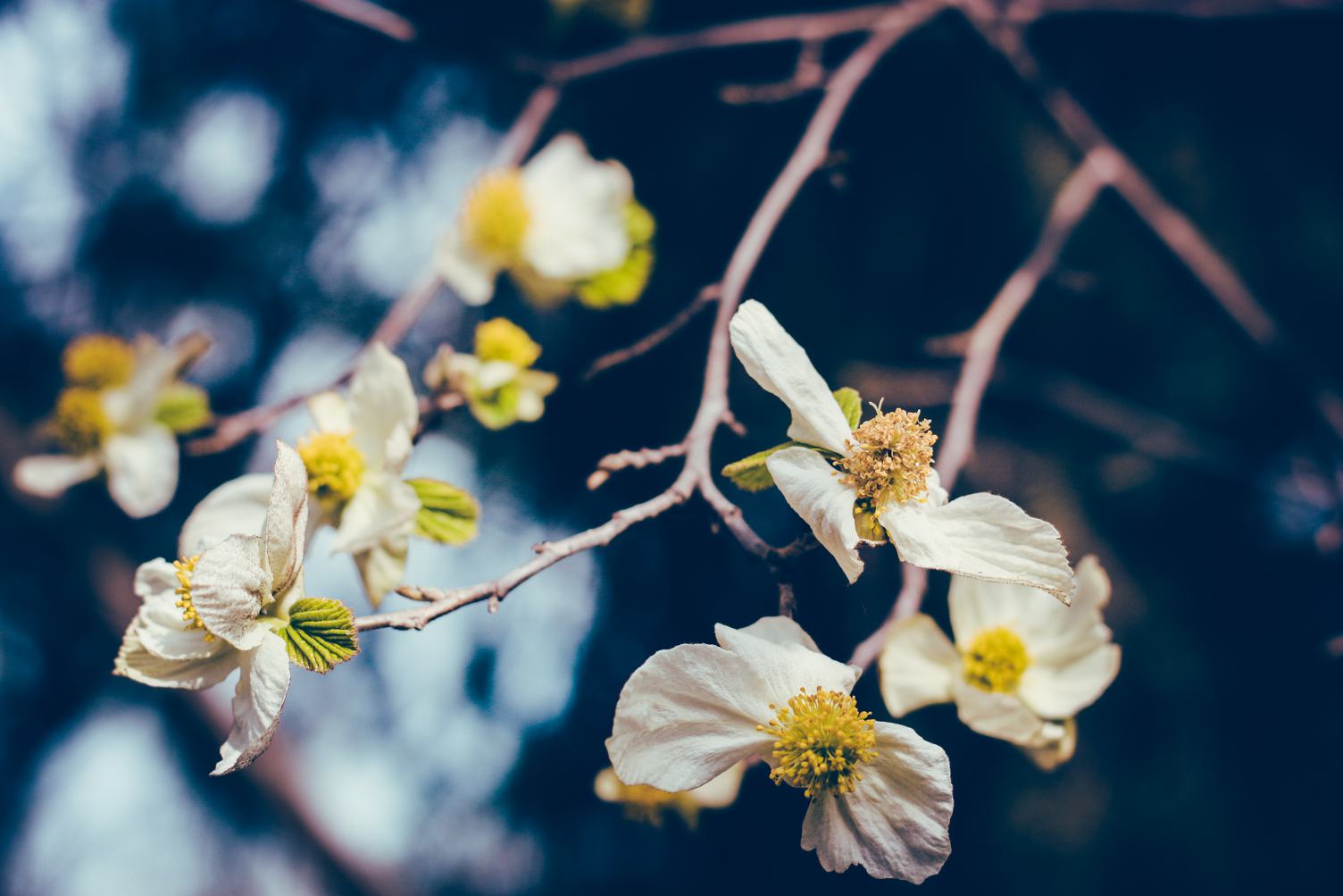Apple Blossom