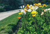 Yellow, White and Red Poppies