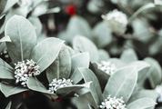 Japanese Skimmia Flowers and Leaves