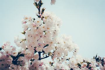 Spring Tree Full of Flowers