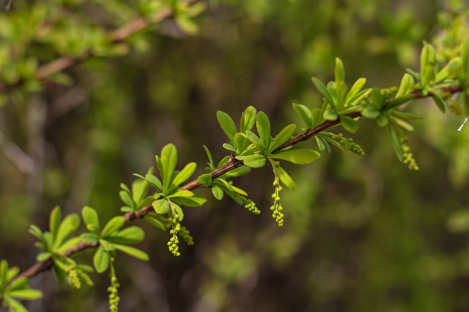 Green Branch