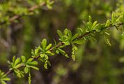 Green Branch