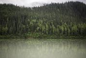 Foggy Coniferous Forest and Lake