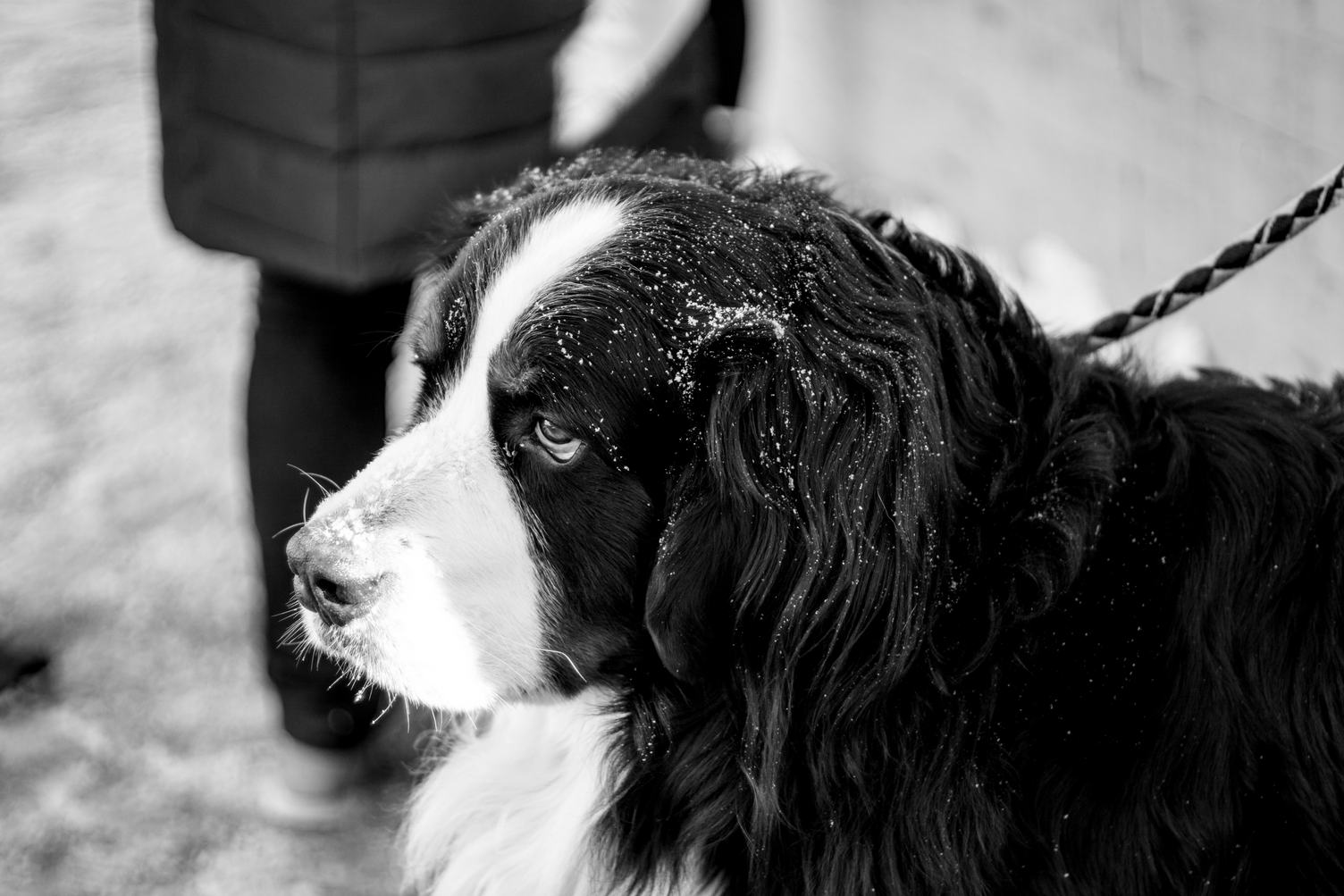 Black and White Portrait of Sad Dog