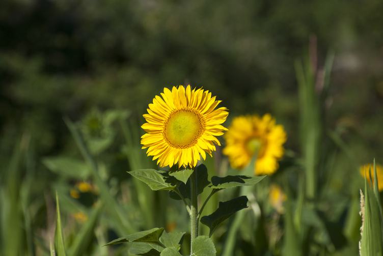 Yellow Sunflower on a Background of Greenery