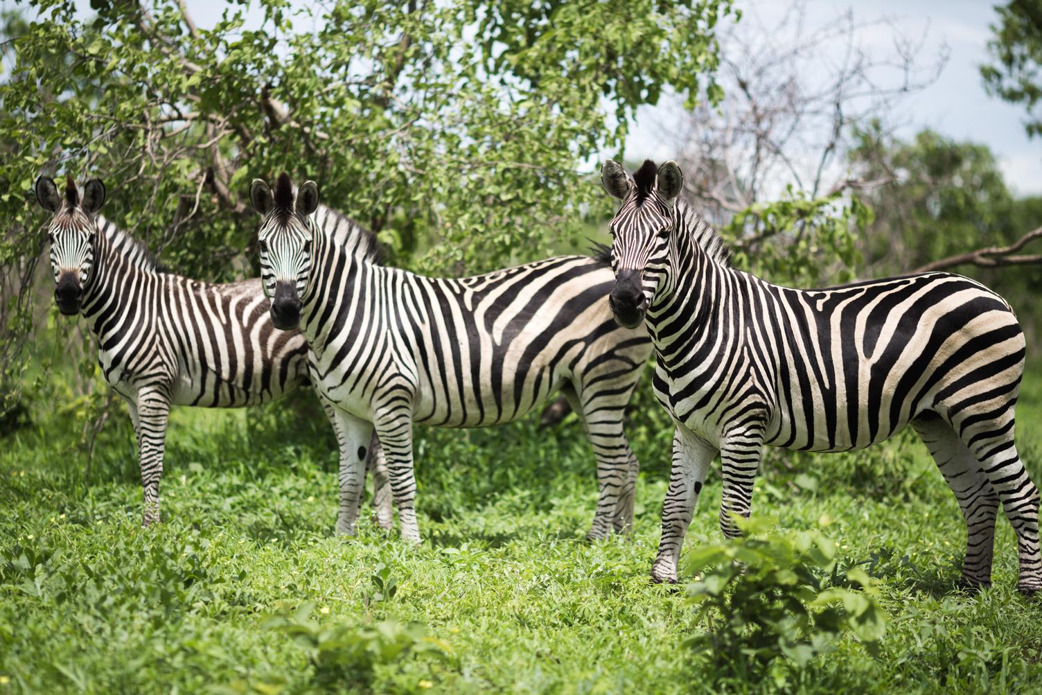Three Lovely Zebras