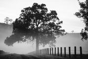 Black and White Landscape with Tree