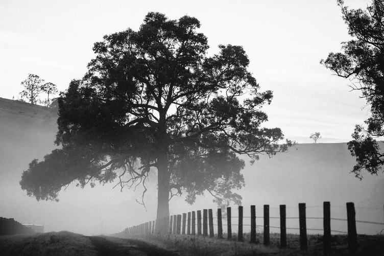 Black and White Landscape with Tree