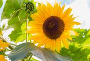 Sunflowers Closeup