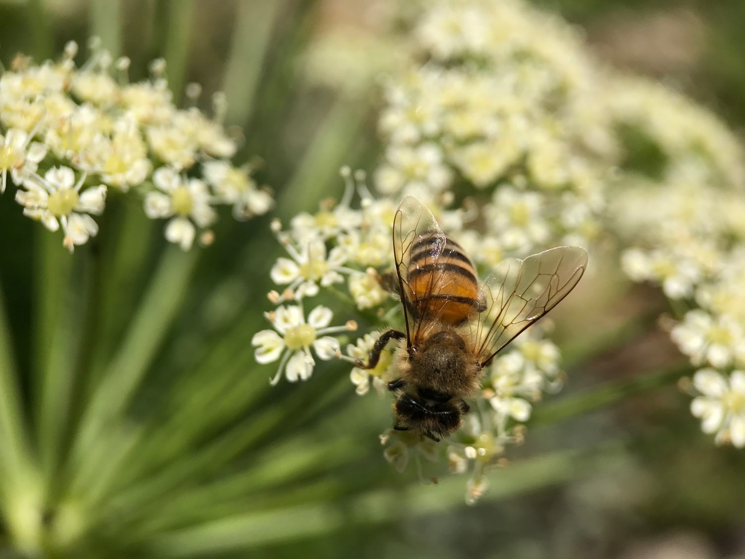 Bee on White Flowers