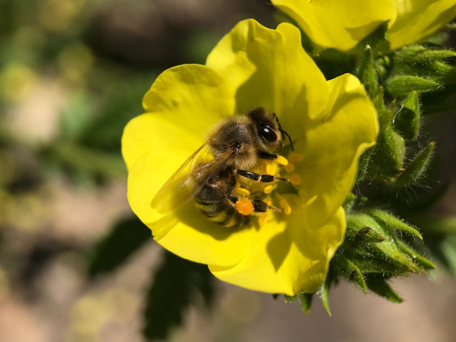 Bee Sitting on a Yellow Flower