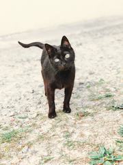 Black Cat Outdoors