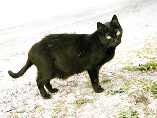 Black Cat from One Side