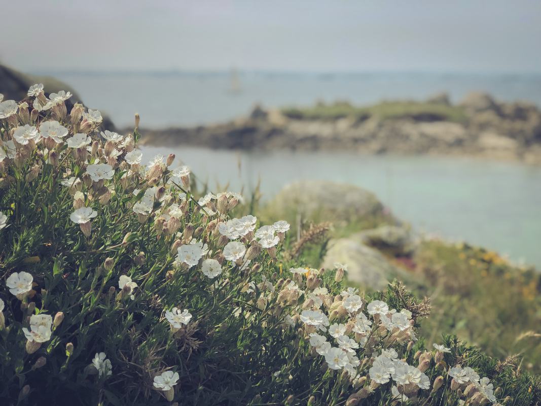 Free Photo White Flowers on the Cliff