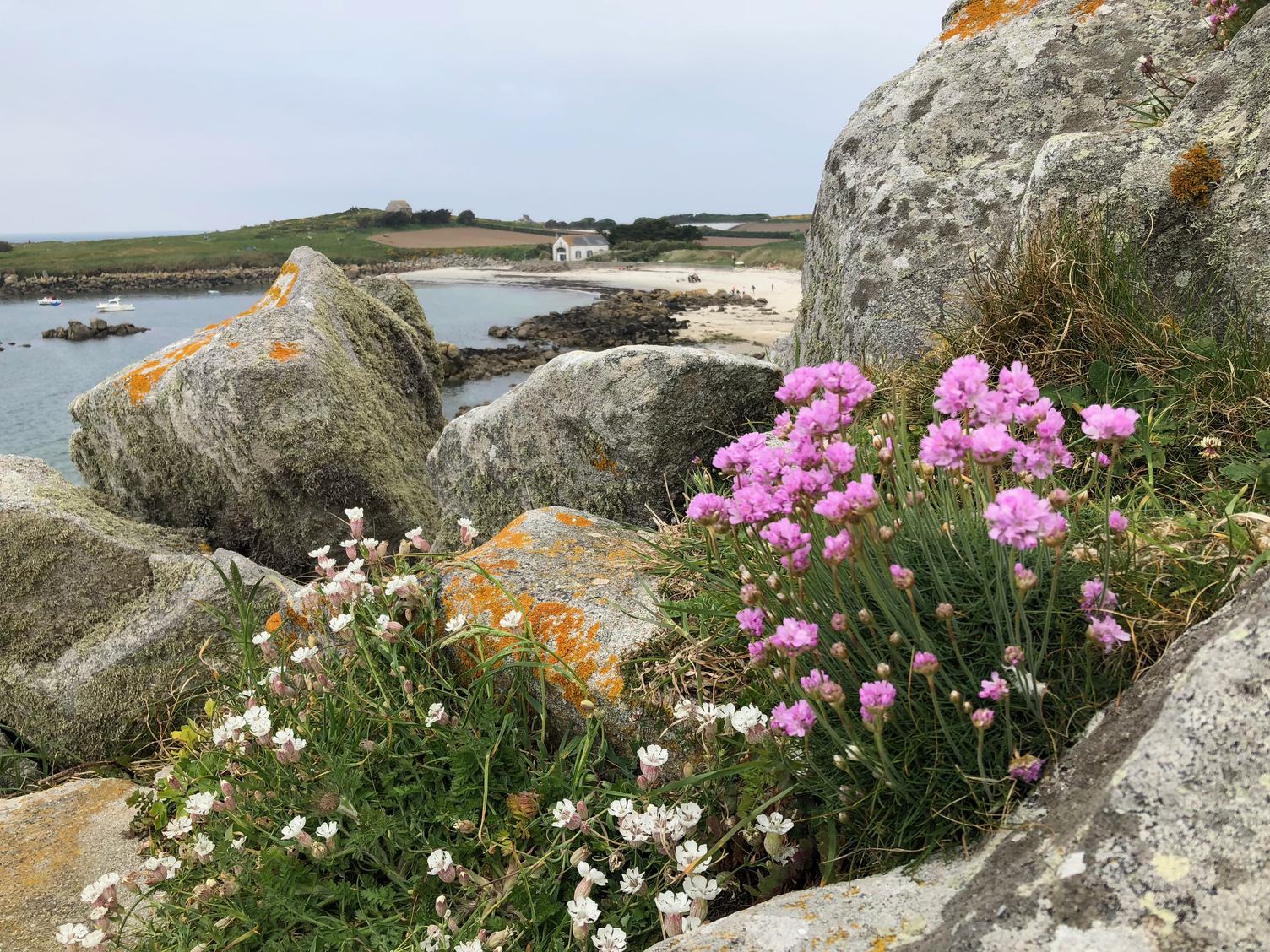 Small Purple Flowers Growing on the Cliff