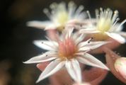 Macro of Delicate Light Pink Flower