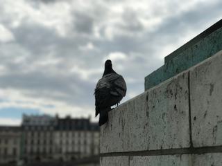 Single Pigeon
