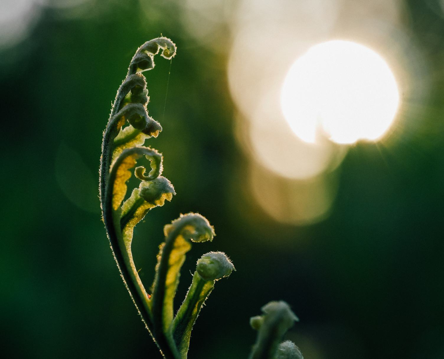 Fern Leaf Close Up