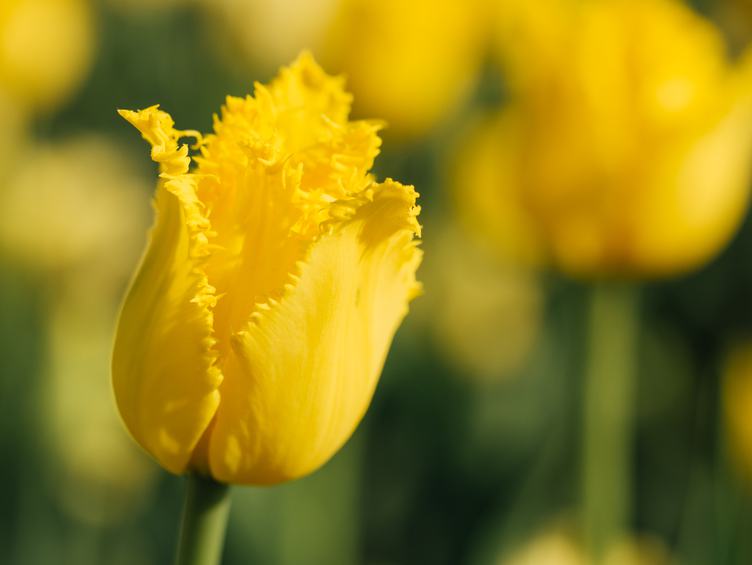 Yellow Tulips Growing on a Field