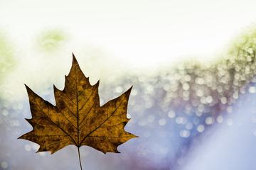 Autumn Single Maple Leaf