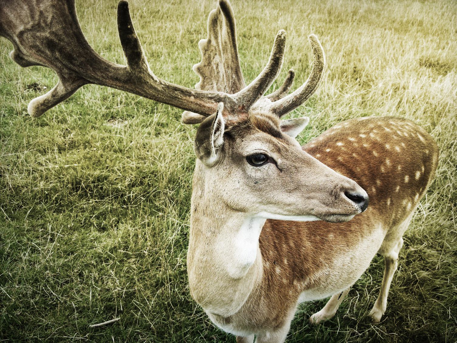 Close up of Deer