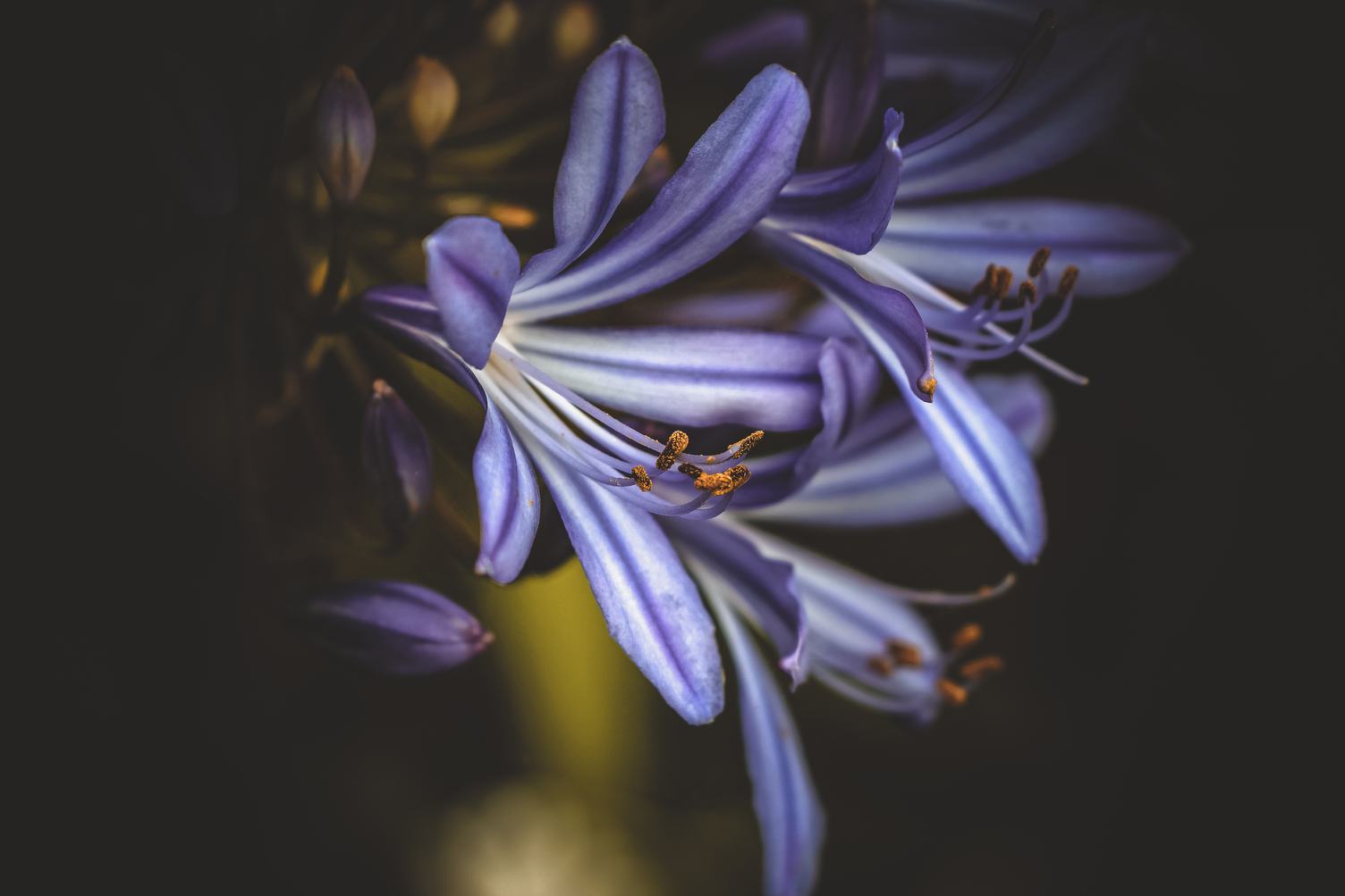 Purple Lily Flower