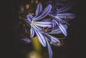 Purple Lily Flower