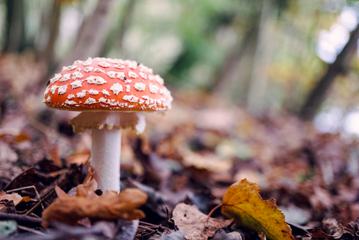 Red Toadstool in the Forest