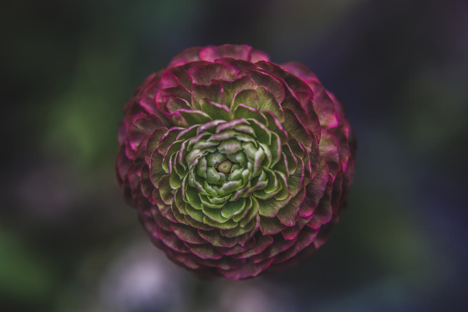 Single Flower on a Blurred Dark Background