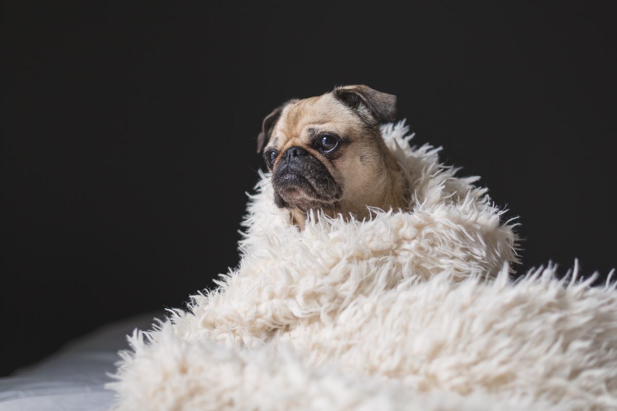 Free Photo: Wrapped in a Pug