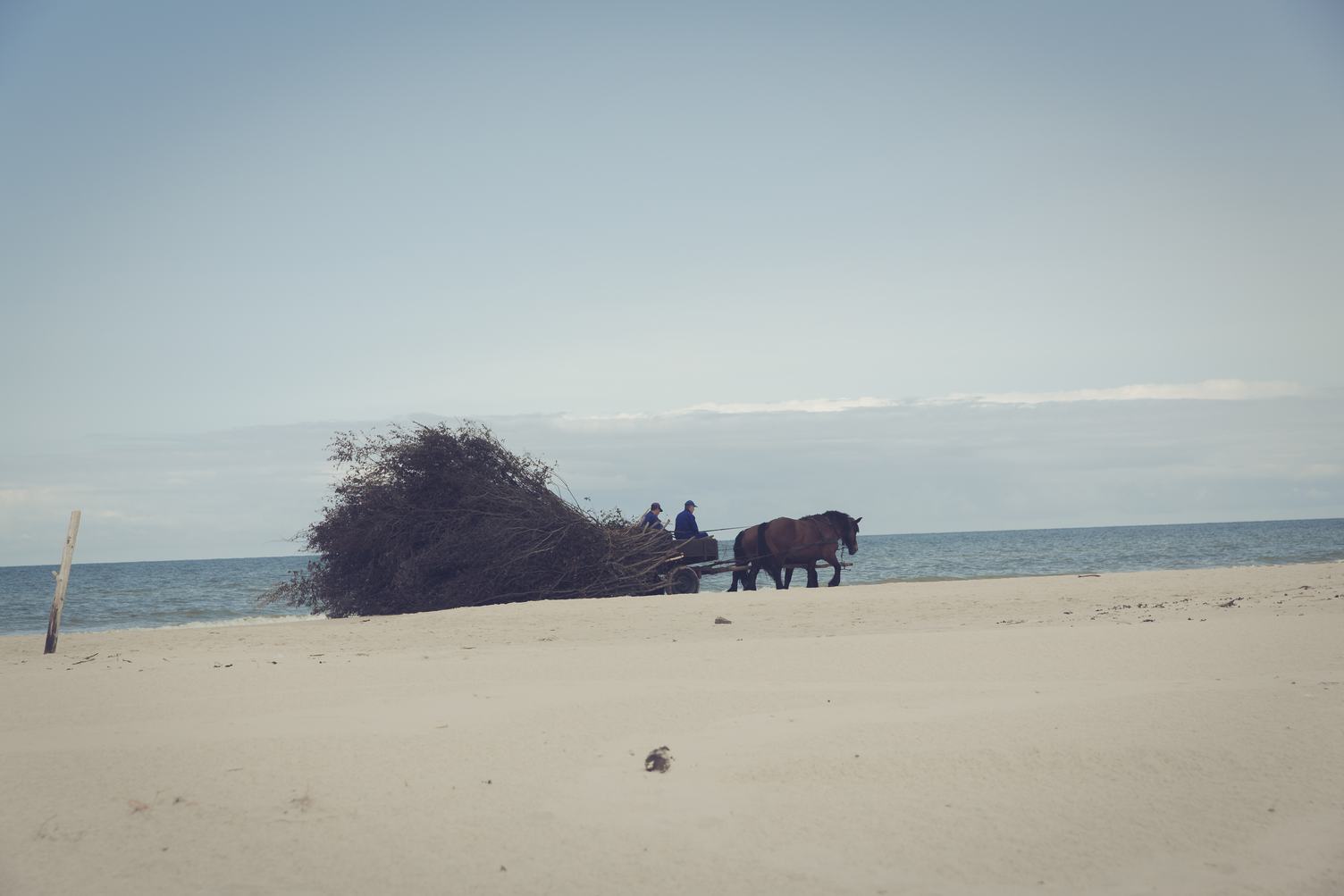 Cart with Horses on the Beach