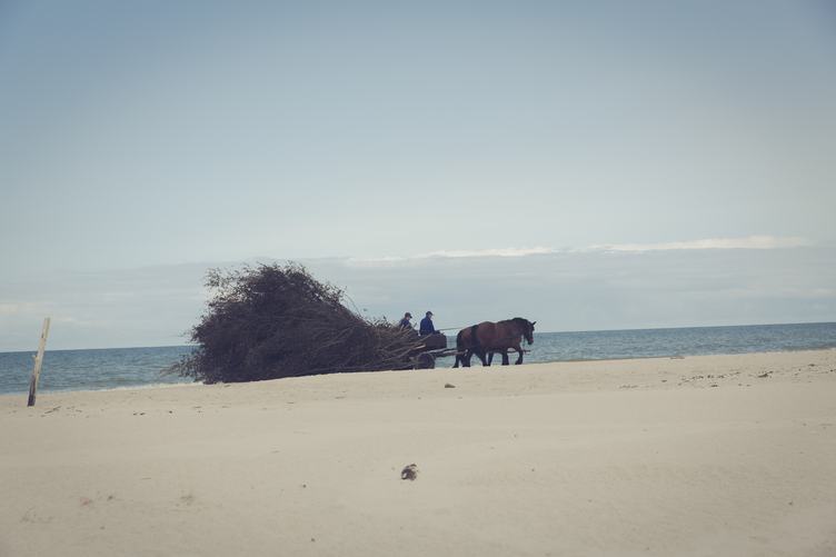 Cart with Horses on the Beach
