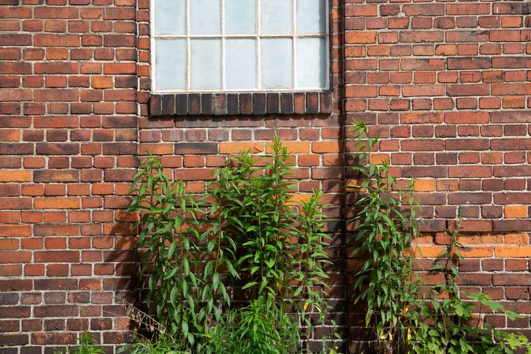 Brick Wall with Plants