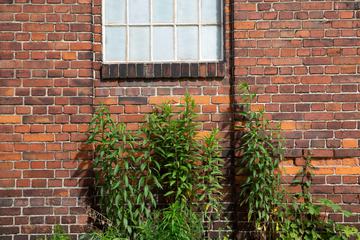 Brick Wall with Plants