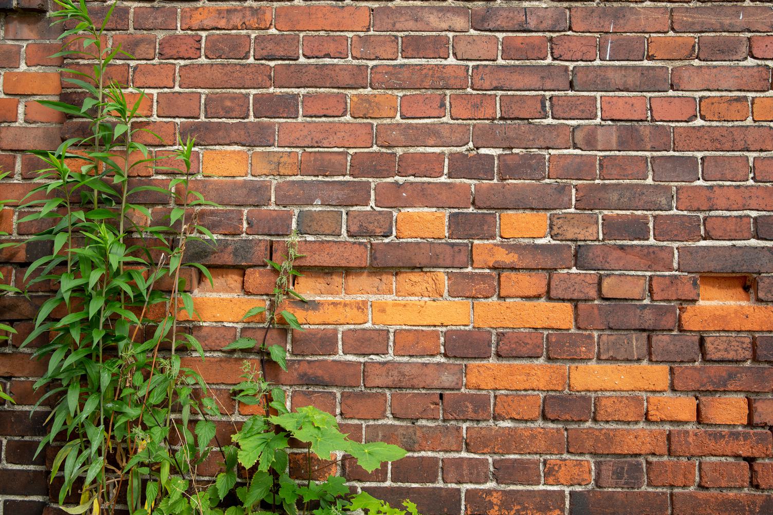 Red Brick Wall and Plants