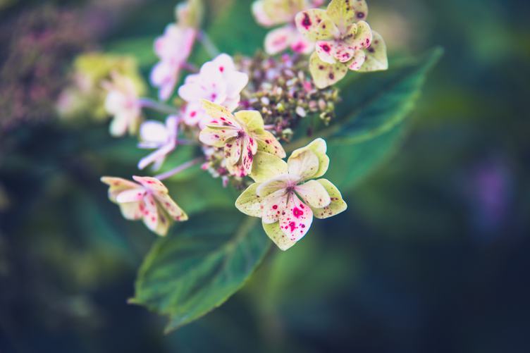 Speckled Hydrangea Flowers