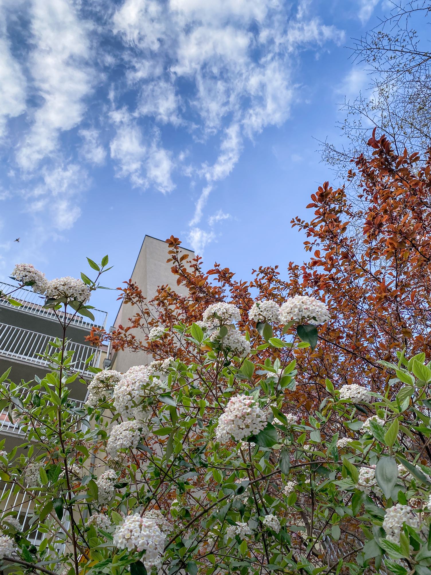 Flowering Spring Bushes