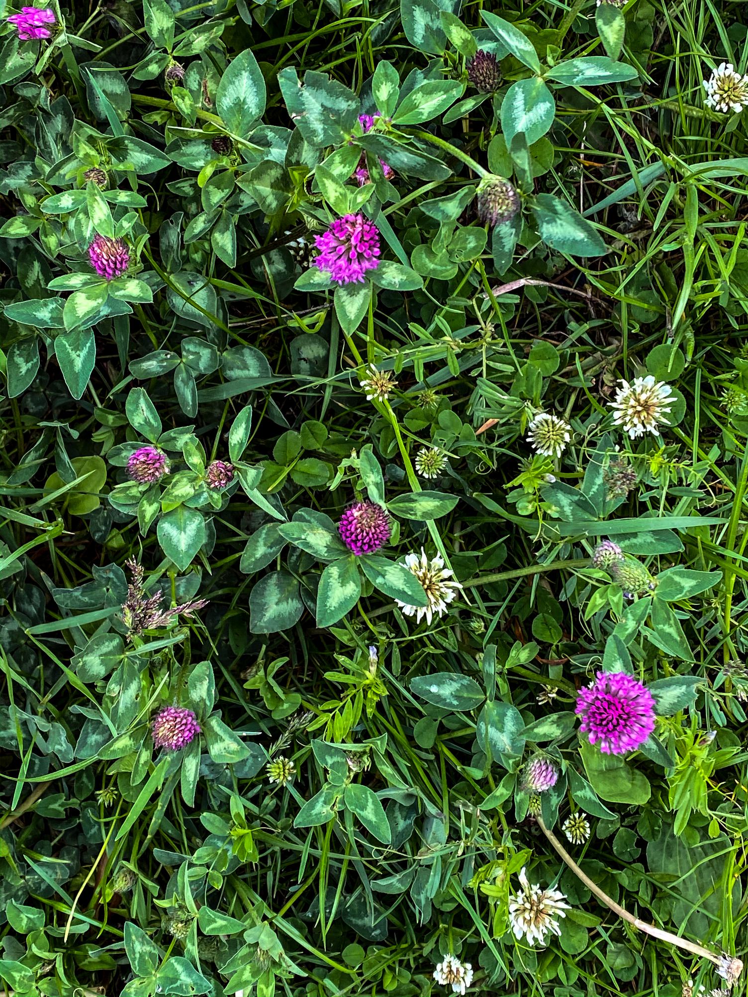 Clover Meadow