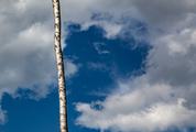 Birch Trunk against the Sky