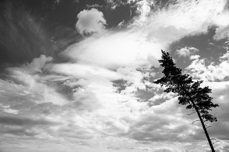 Tree on the Sky Background