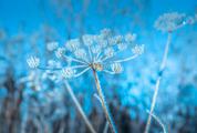 Frosty Plant on a Background of Blue Sky
