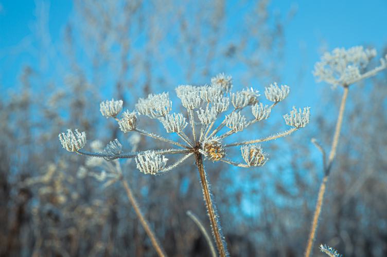 Hogweed in the Winter Time
