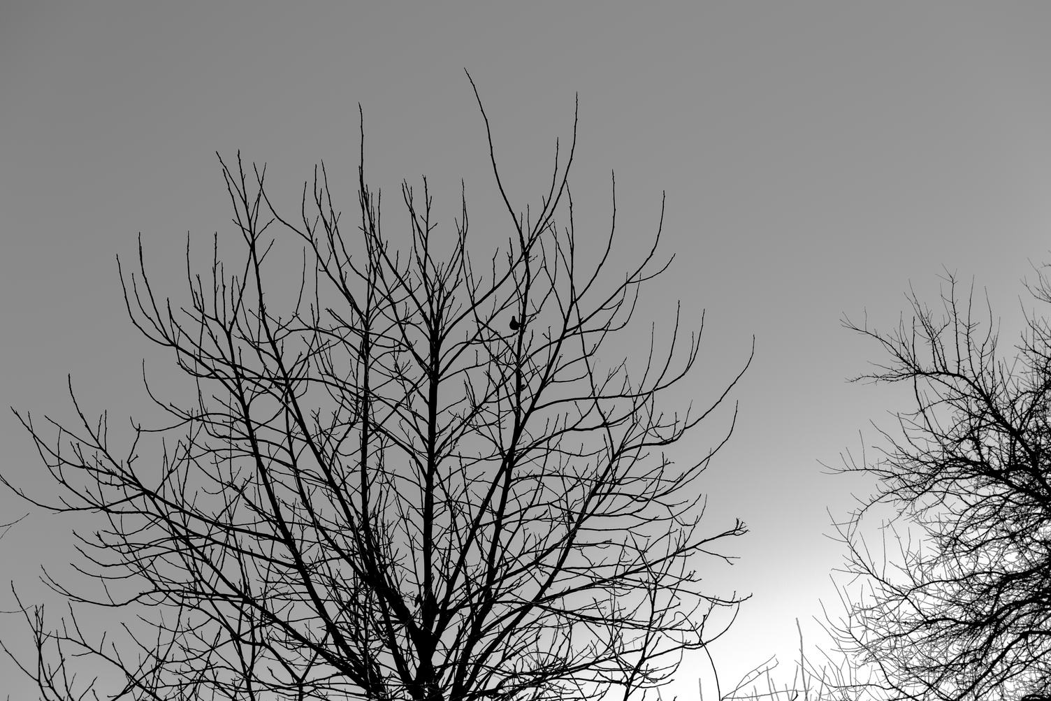 Bird on the Tree in Winter