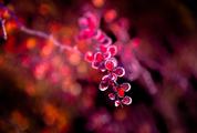 Red Barberry