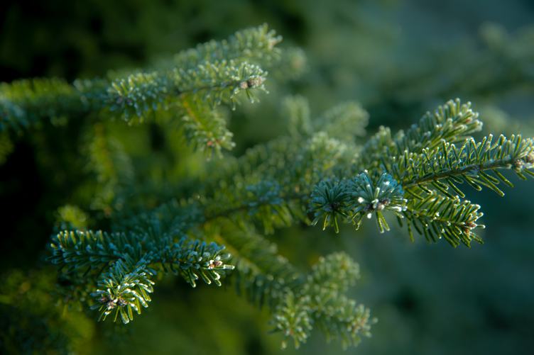 Wet Branches of a Coniferous Tree